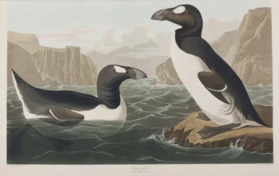 Illustration från "Birds of America"