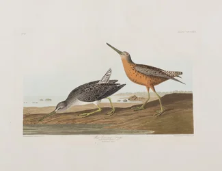 Illustration från "Birds of America"
