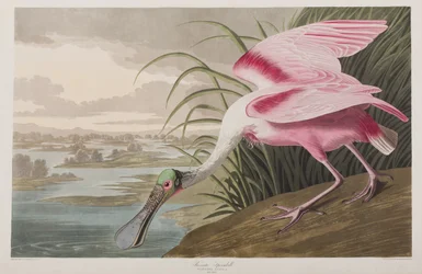 Illustration från "Birds of America"