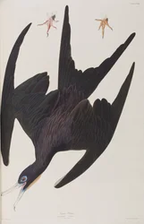 Illustration från "Birds of America"