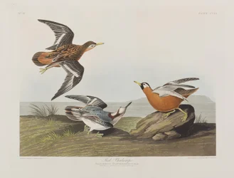 Illustration från "Birds of America"
