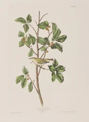 Illustration från "Birds of America"