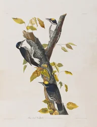 Illustration från "Birds of America"