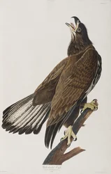 Illustration från "Birds of America"