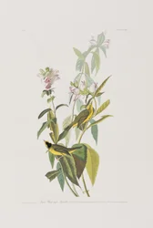 Illustration från "Birds of America"