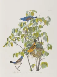 Illustration från "Birds of America"