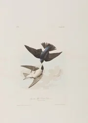 Illustration från "Birds of America"