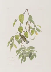 Illustration från "Birds of America"