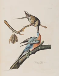 Illustration från "Birds of America"