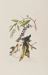 Illustration från "Birds of America"