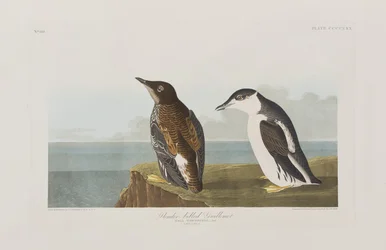 Illustration från "Birds of America"