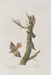 Illustration från "Birds of America"