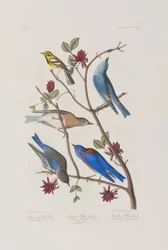 Illustration från "Birds of America"