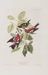 Illustration från "Birds of America"