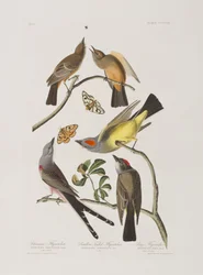 Illustration från "Birds of America"