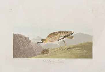 Illustration från "Birds of America"