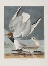 Illustration från "Birds of America"