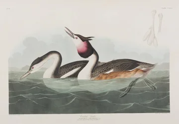 Illustration från "Birds of America"