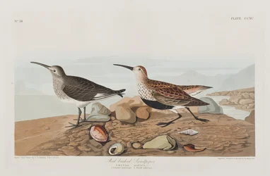 Illustration från "Birds of America"