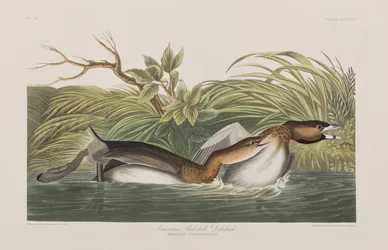Illustration från "Birds of America"