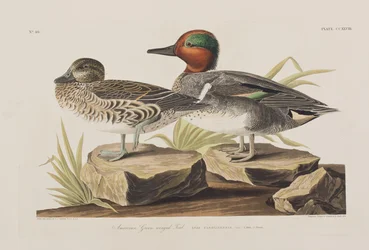 Illustration från "Birds of America"