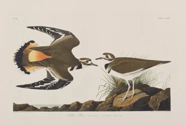 Illustration från "Birds of America"