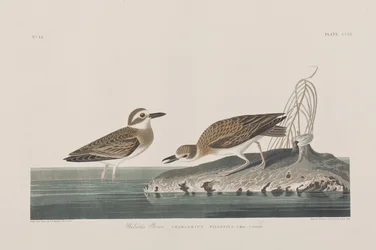 Illustration från "Birds of America"