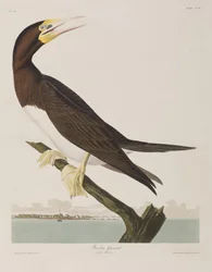 Illustration från "Birds of America"