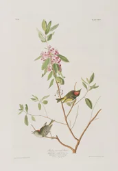 Illustration från "Birds of America"