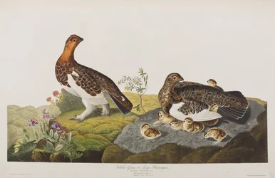 Illustration från "Birds of America"