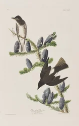 Illustration från "Birds of America"
