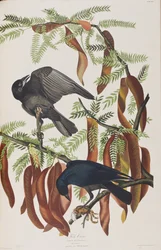 Illustration från "Birds of America"