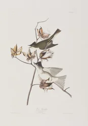 Illustration från "Birds of America"