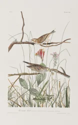 Illustration från "Birds of America"