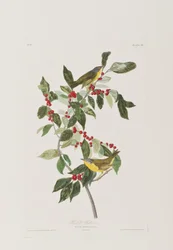 Illustration från "Birds of America"