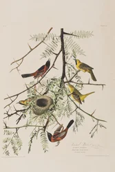 Illustration från "Birds of America"