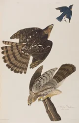 Illustration från "Birds of America"
