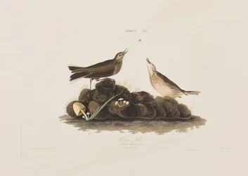 Illustration från "Birds of America"