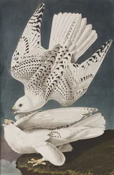 Illustration från "Birds of America"