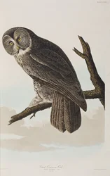 Illustration från "Birds of America"