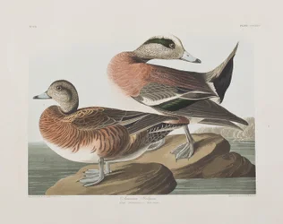 Illustration från "Birds of America"