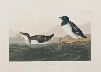 Illustration från "Birds of America"