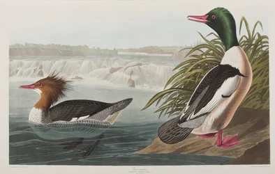 Illustration från "Birds of America"