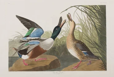 Illustration från "Birds of America"