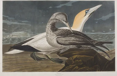 Illustration från "Birds of America"