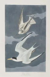 Illustration från "Birds of America"