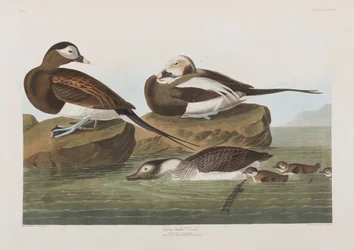 Illustration från "Birds of America"