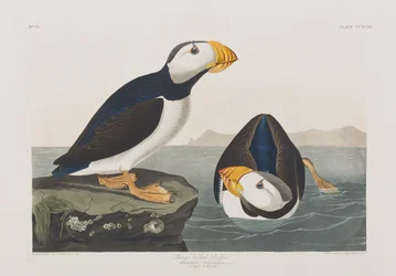 Illustration från "Birds of America"