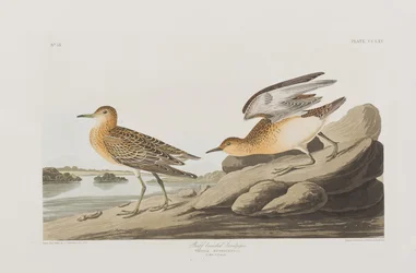 Illustration från "Birds of America"
