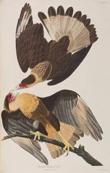 Illustration från "Birds of America"